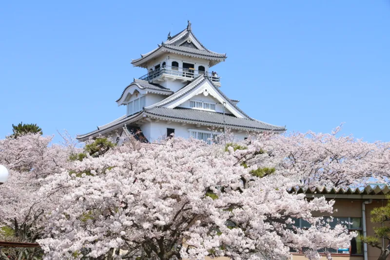 桜と天守閣の写真が撮れることから撮影スポットとしても有名