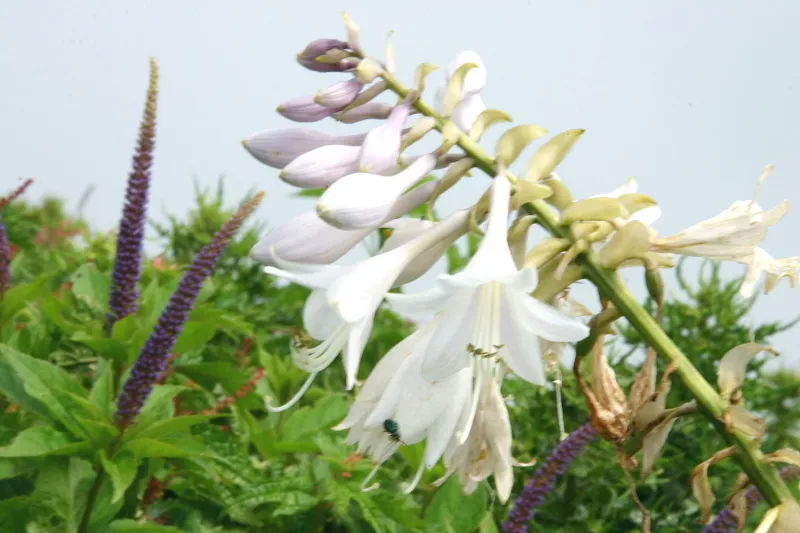 オオバギボウシは伊吹山の名物となっているお花