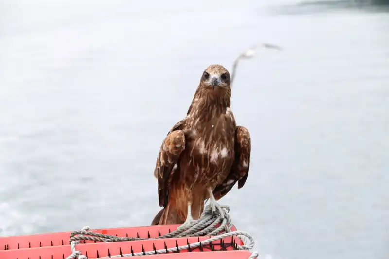 ウミネコに混ざってトンビも飛来し、エサの争奪戦