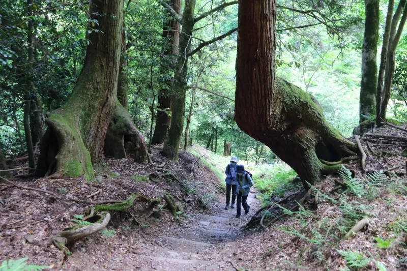 いたるところに大きな杉の木が立ち、深い山の中を下る散策路