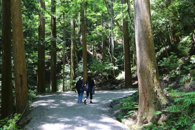 このあたりは参道も広く、とても歩きやすく、森林浴気分