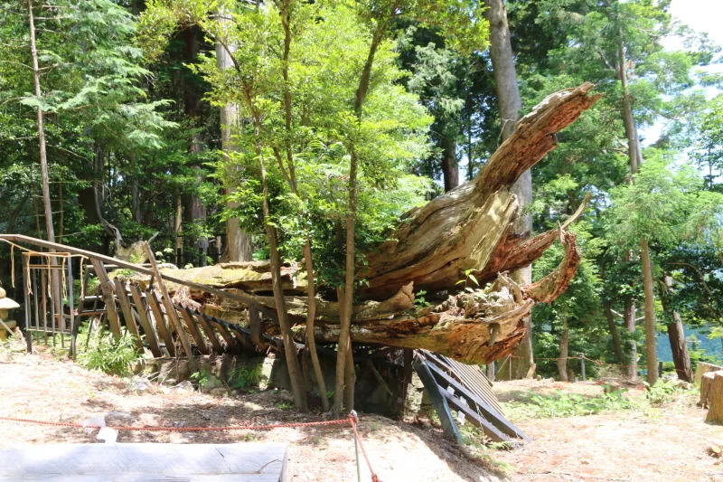 台風により、根本から折れてしまった樹齢１０００年の御神木