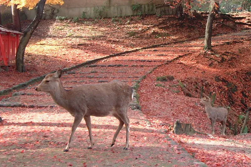 紅葉の季節に訪れた時に見られた鹿の親子