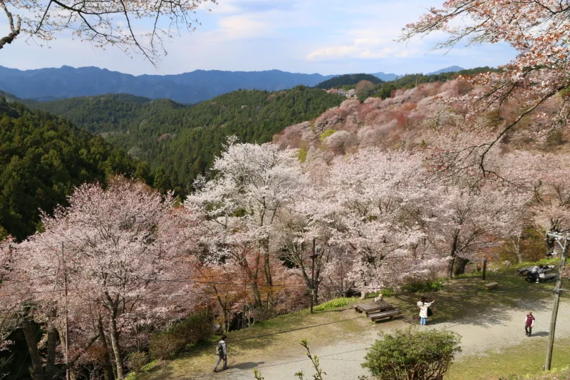 中千本の中にあるため、桜の季節は絶景のビュースポット
