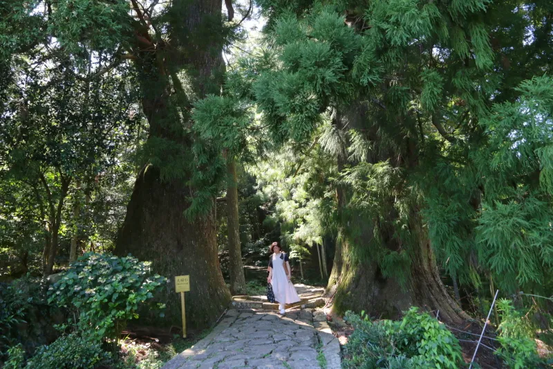 大門坂のシンボルとも言える樹齢６００年、高さ５５ｍの夫婦杉