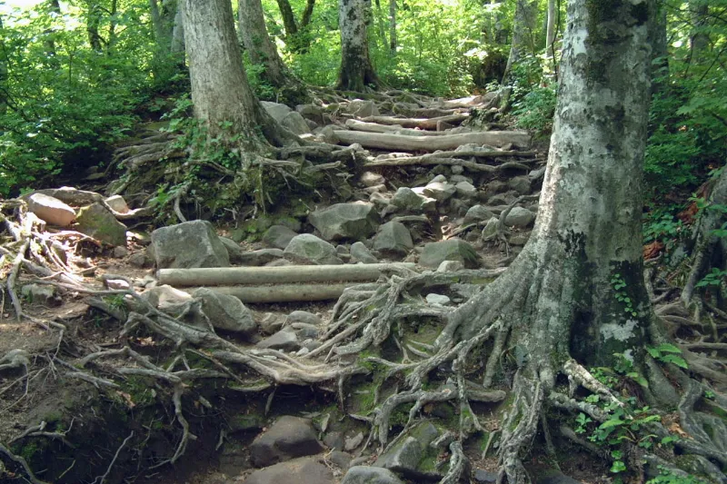 登り続けると根っこ道も現れ、この辺りは西日本最大級のブナ林