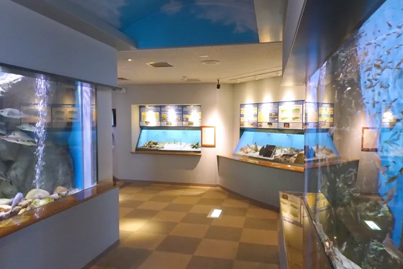 島根の水辺の生き物を紹介する水族館