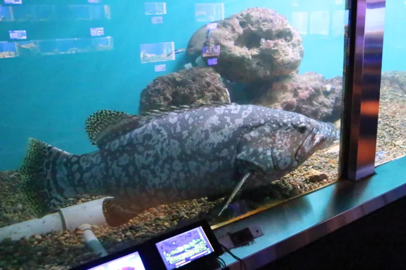 この水族館に来て順調に成長する体長１ｍ超えのタマカイ