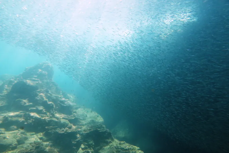 数千匹が大きな塊になって泳ぐキビナゴの大群