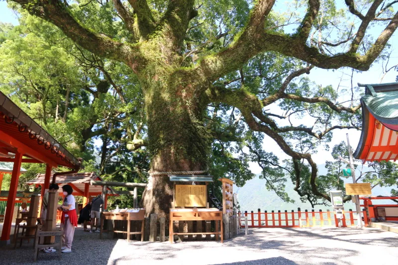 樹齢８００年、大きく枝が伸びる御神木のクスノキ