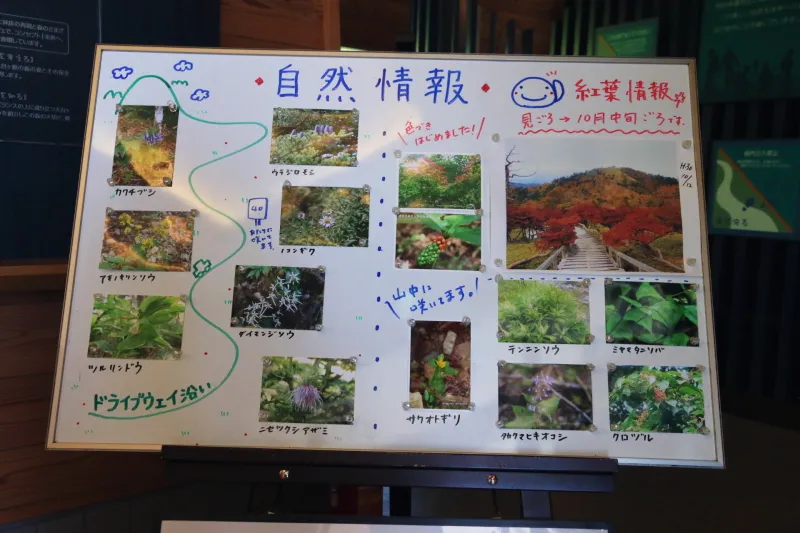 高山植物の開花を写真で案内する自然情報コーナー