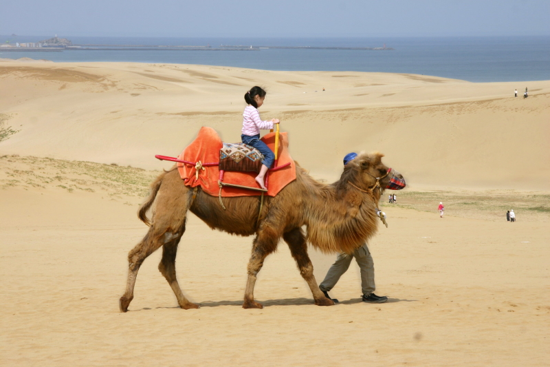 ラクダに乗って歩いている姿は日本とは思えない異国の光景