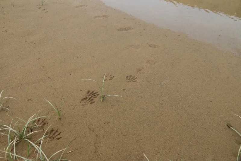 キツネやタヌキが水場としていて砂に残る動物の足跡