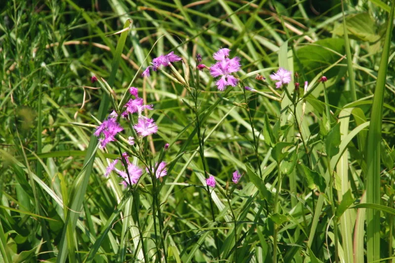 山頂でピンク色の花を咲かせていたカワラナデシコ