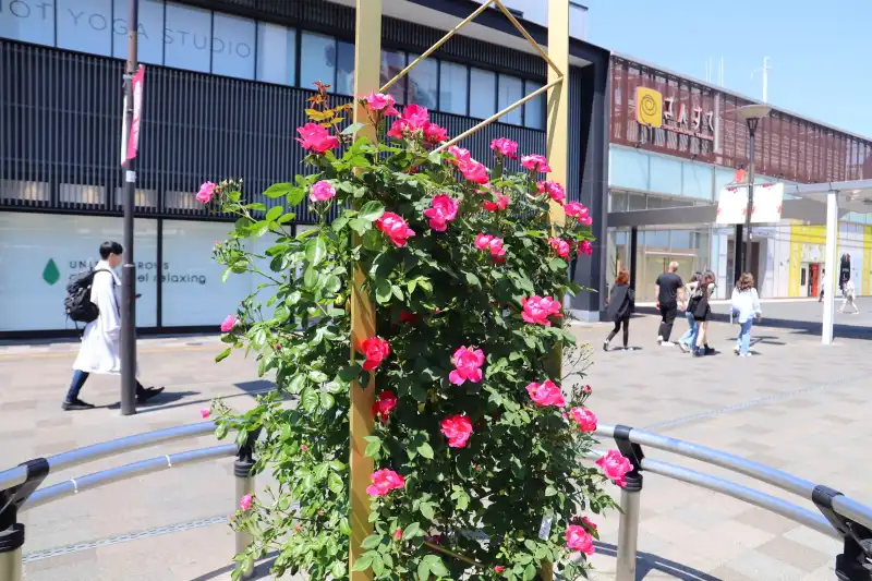 駅周辺にはバラが植えられていて、バラのまちとして有名な福山市
