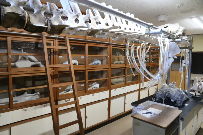 ミンククジラの骨が展示される部屋はかつての理科準備室