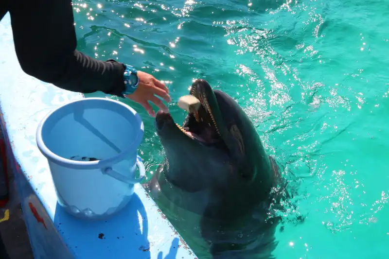 ジャンプのあと飼育員さんからエサをもらう様子