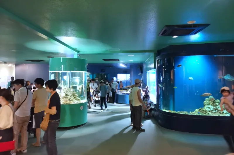 大小様々な水槽が並び、淡水魚や海水魚などを飼育展示