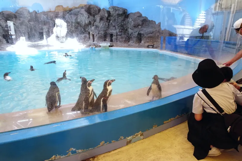 ガラス越しに目の前で見られるフンボルトペンギン