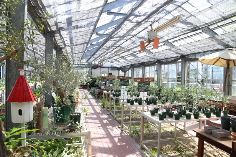 １００種類以上のハーブを栽培し、販売も行っている温室
