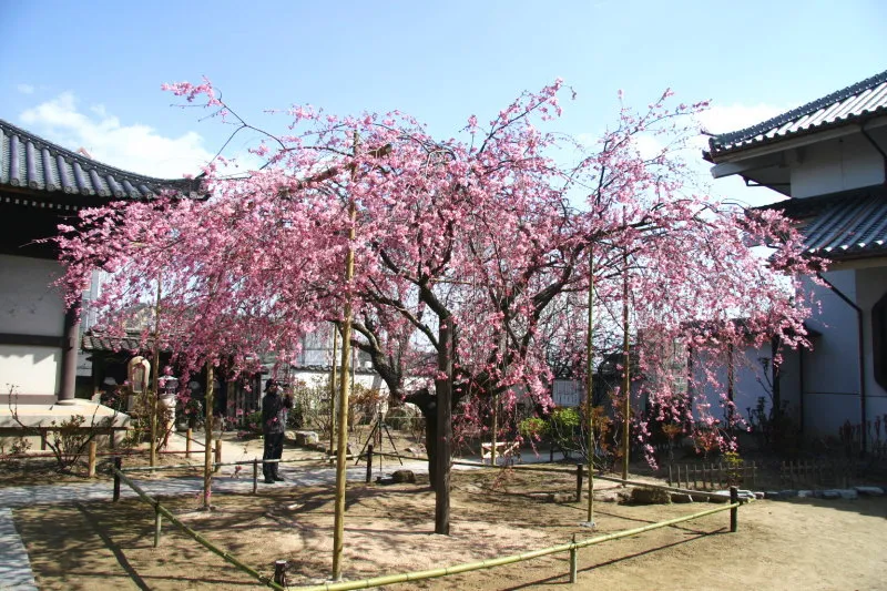 訪れた３月末に花を咲かせていた枝垂れ桜 