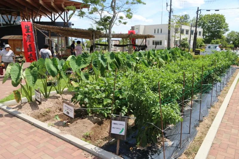 里芋・枝豆・唐辛子が植えられていた駐車場横の栽培展示