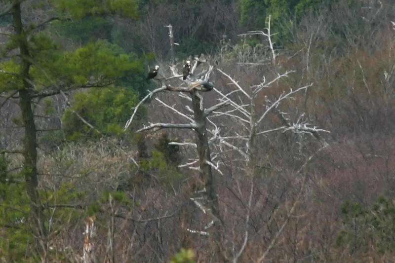 木の上に止まっている２羽は、屋島に多く生息している鷹「ミサゴ」