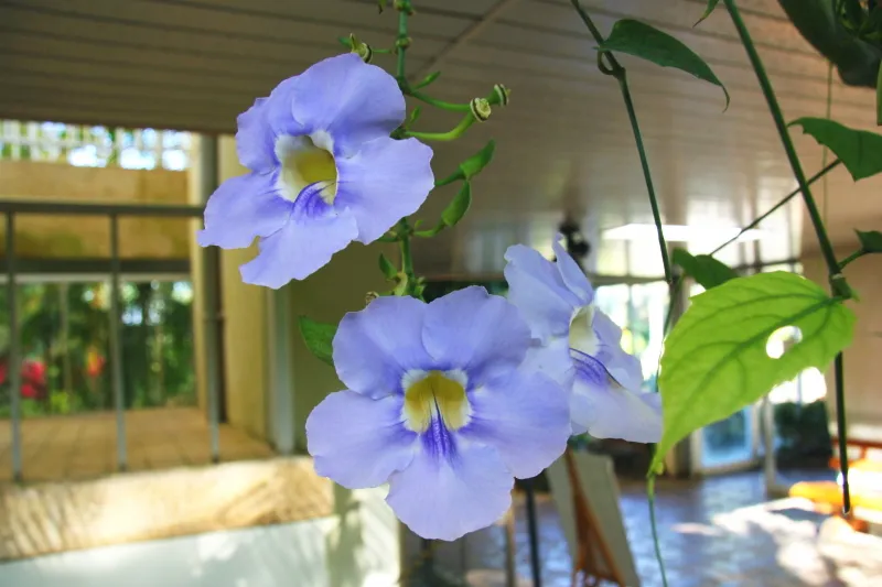 淡い青紫色の花を咲かせるベンガルヤハズカズラ