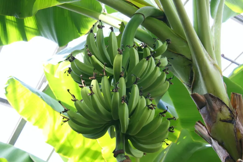 バナナを始め、温室内では様々なフルーツを栽培