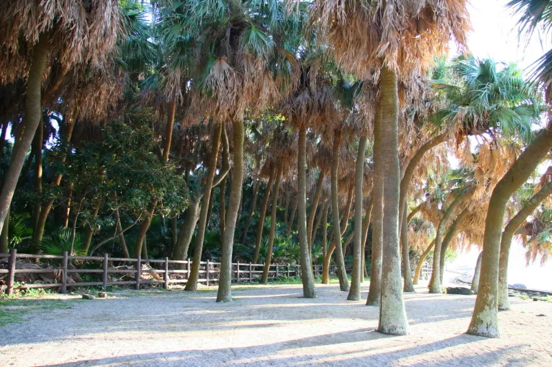 島全体に自生している特別天然記念物のビロウ樹
