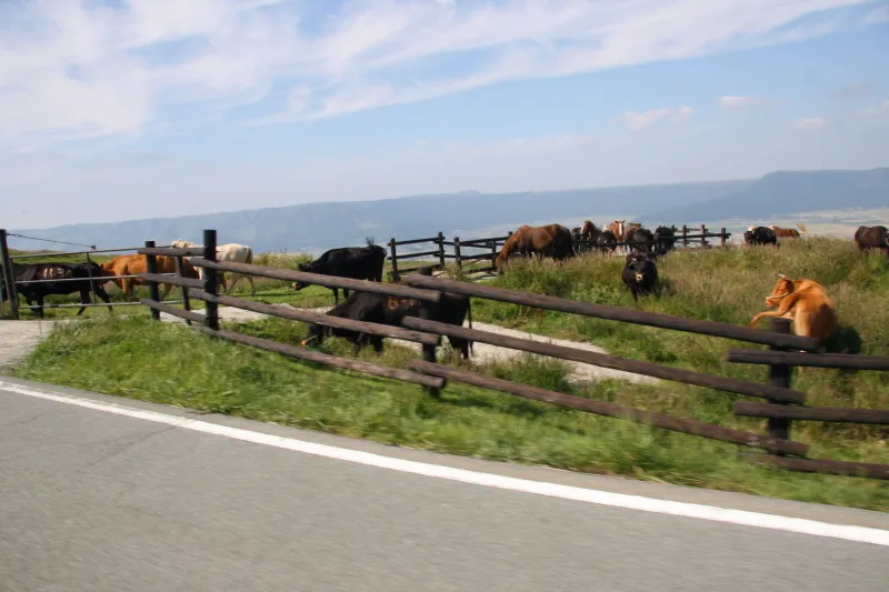 道路脇で見られる放牧している牛や馬
