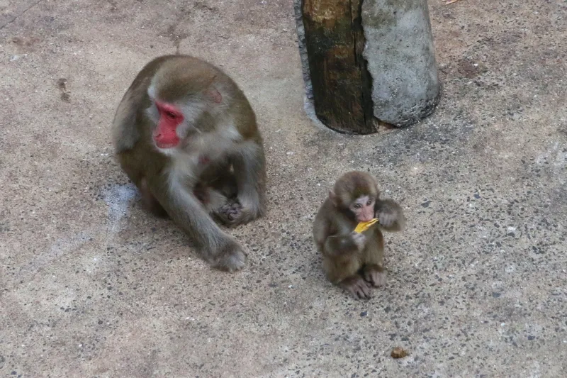 お猿さんの行動が見学でき、子ザルの姿も見られる場所