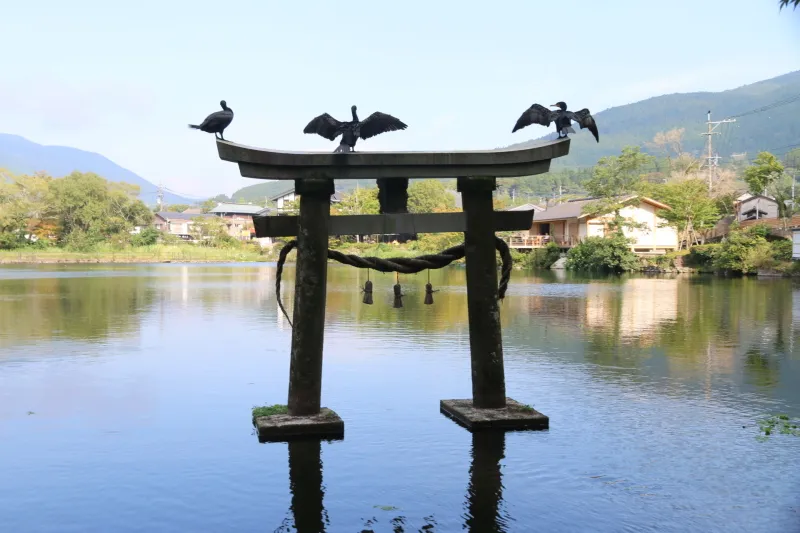 天祖神社の鳥居は湖の中に立ち、その上で羽を乾かす川鵜 