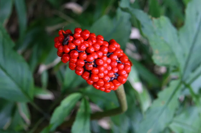 登山道の脇で見つけた赤い実を付けたマムシグサ（蝮草） 