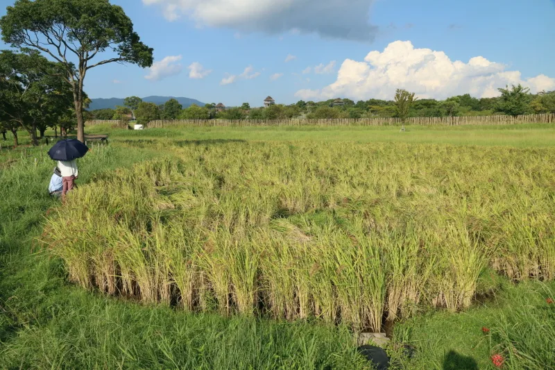 当時の米作りを再現し、赤米や紫米を栽培している水田