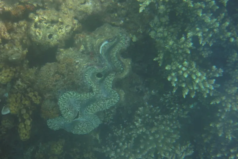 サンゴ礁の中で見ることができた世界最大のシャコ貝