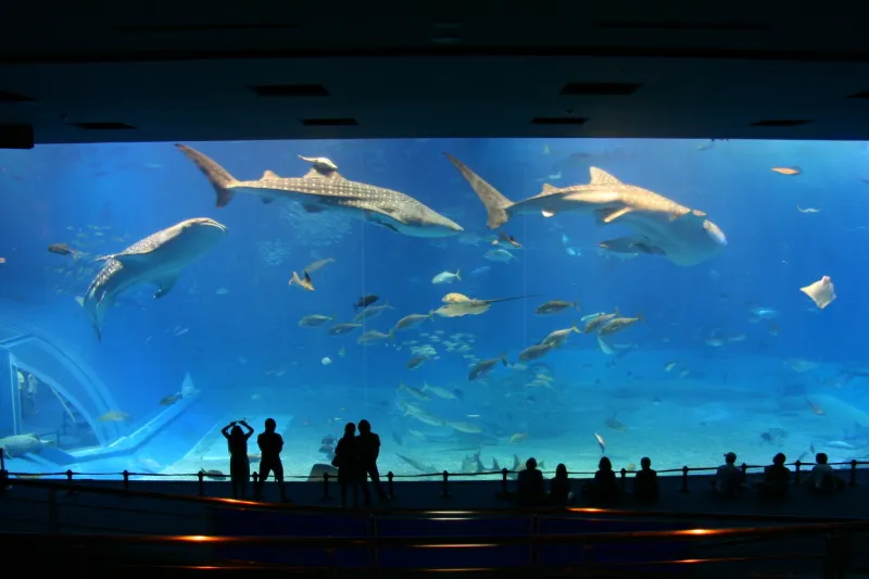６０種類の魚が泳ぐ、館内で一番大きい大水槽「黒潮の海」