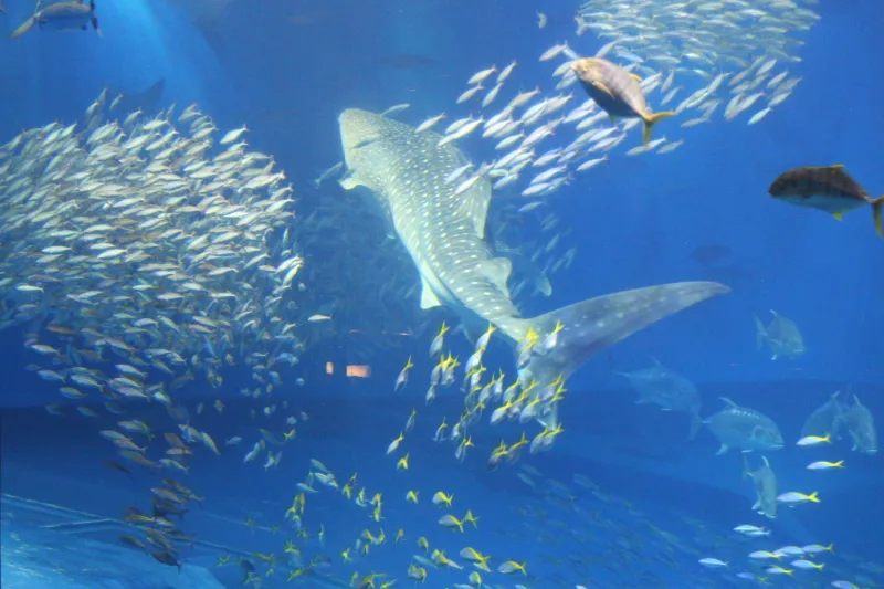 大型魚から身を守るように小さな魚は群れになって泳ぐ光景