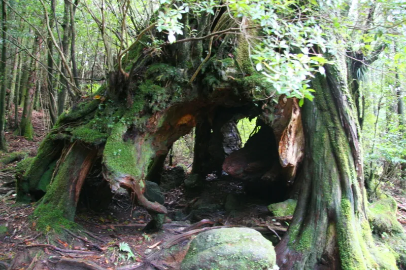 幹の周囲は４ｍあり、木の根っこ部分は大きな空洞