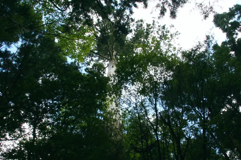 葉の間から木の上部も見える高さ３８ｍの巨木