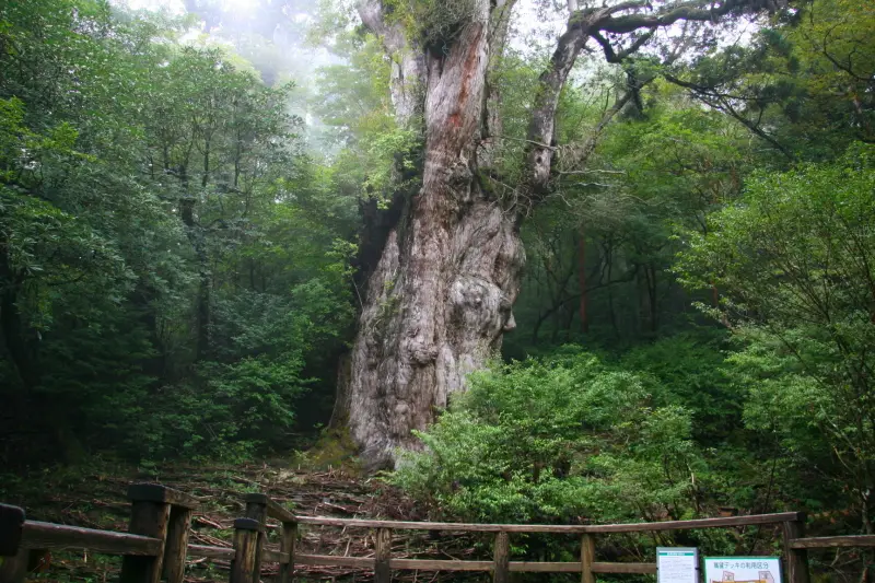 樹齢３０００年の縄文杉