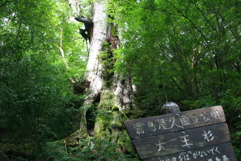 しばらく登っていると出てくる樹齢３０００年の大王杉