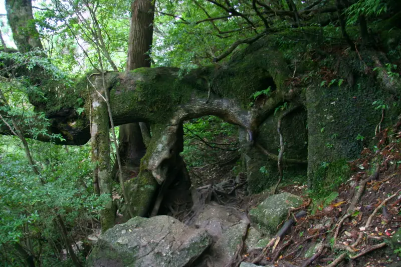 横方向へ伸びている巨木の下を通り抜ける登山道