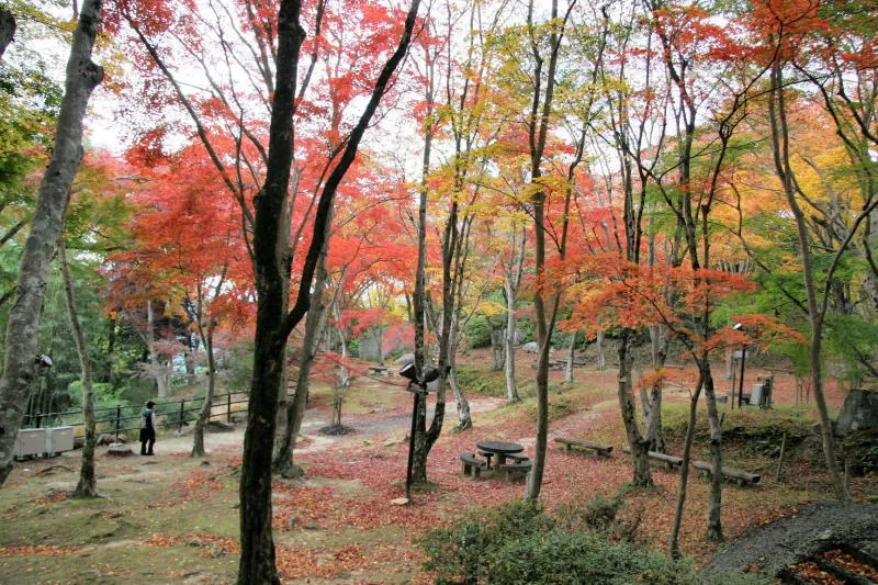 木々が立ち並ぶ笠置寺の境内にあるもみじ公園