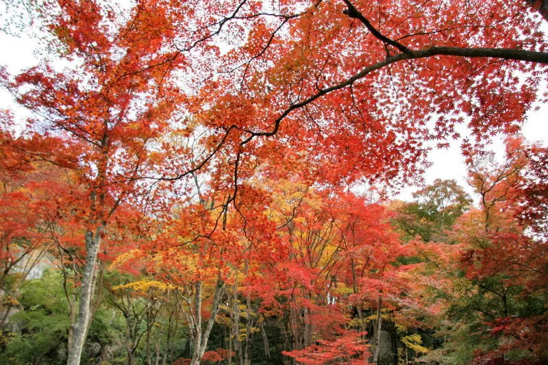 普段は静かな場所が秋になると色鮮やかな紅葉スポットに早変わり