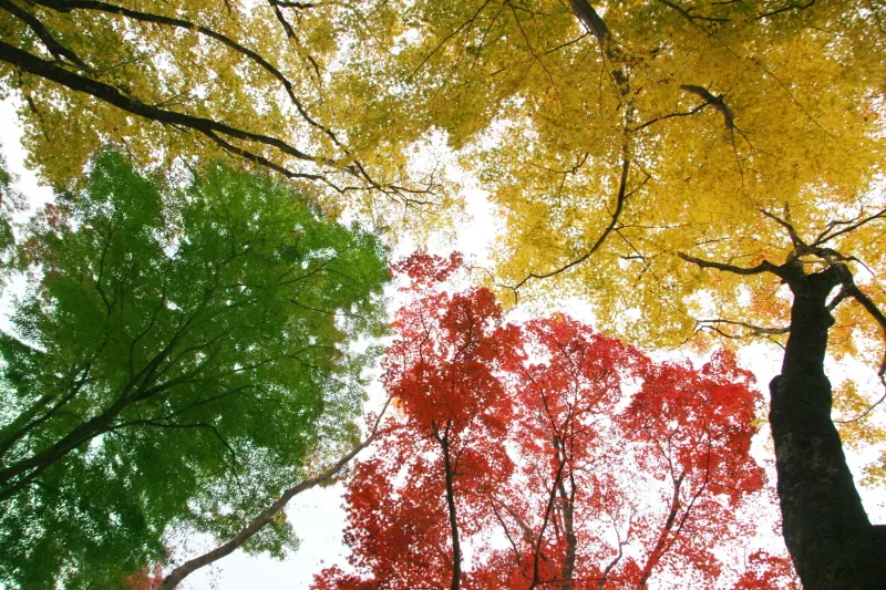 木の上を見上げると赤色・黄色・緑色、３色が重なり合う紅葉
