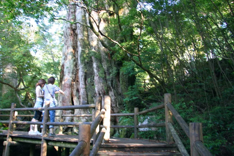 紀元杉の周りには木道が整備され、近くで見たり、写真撮影が可能