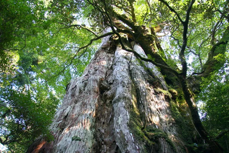 幹の周りは８ｍもあり、屋久島でも数少ない超巨木
