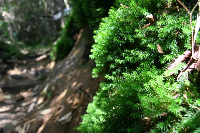 緑豊かな森の中はコケなどの植物も豊富