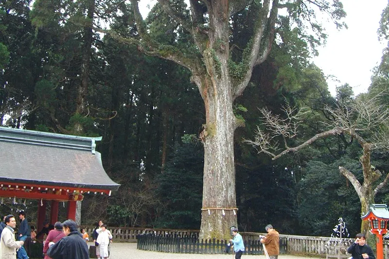 樹齢８００年と言われている御神木の杉